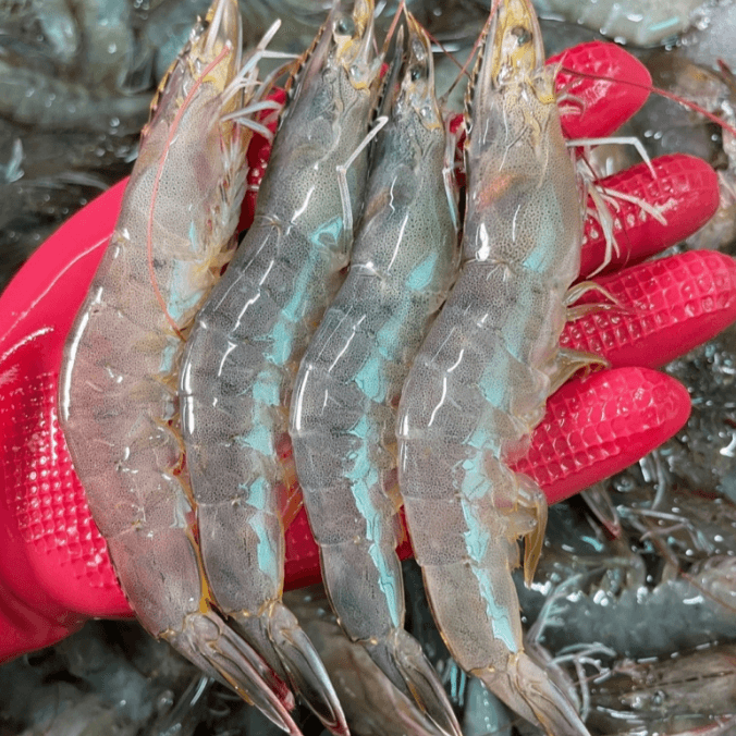 국내산 횟감 활 흰다리새우, 1kg, 1팩 핫딜